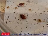 Bed Bugs Questions Photos