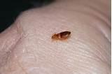 Bed Bugs News