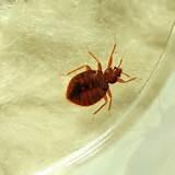 Bed Bugs Questions Pictures