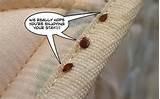 Images of Bed Bugs At Disney World Images of Bed Bugs At Disney World