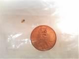 Bed Bugs At Work Images