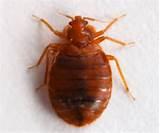 Images of Bed Bugs Just One