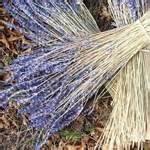 Bed Bugs Lavender Pictures