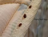 Photos of Bed Bugs Get Rid