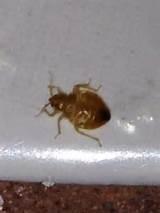 Bed Bugs Just One Pictures