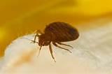 Bed Bugs Control Images