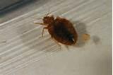 Photos of Bed Bugs Video