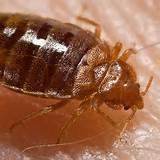 Bed Bugs Control Images