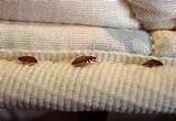 Bed Bugs Outbreak Pictures